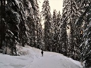 92 In discesa sul sent. 121 nell'abetaia in ombra